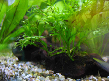 &copy; Zierfischfreunde Immenhausen-Holzhausen MOORKIENHOLZ